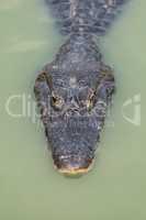 Close-up of yacare caiman in green river