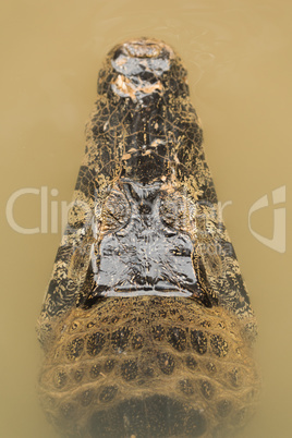 Close-up of yacare caiman head in water