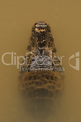 Close-up of head of caiman pointing up