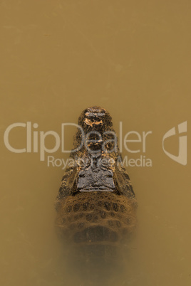 Close-up of yacare caiman head pointing up
