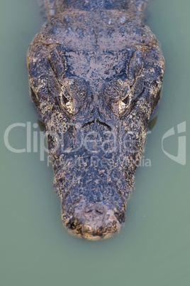 Close-up of yacare caiman head in pool