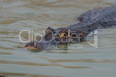 Yacare caiman swimming through rippled green water