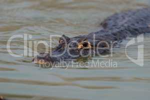 Yacare caiman swimming through rippled green water