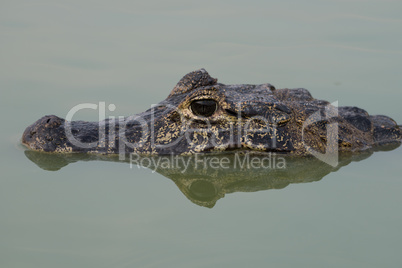 Close-up of yacare caiman head and reflection