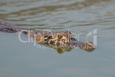 Yacare caiman swimming through calm green water
