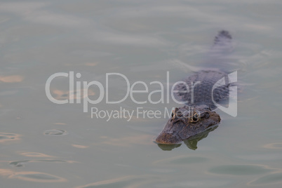 Yacare caiman swimming in rippled green water