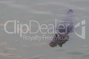 Yacare caiman swimming in rippled green water