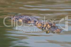 Yacare caiman swimming through green rippled water