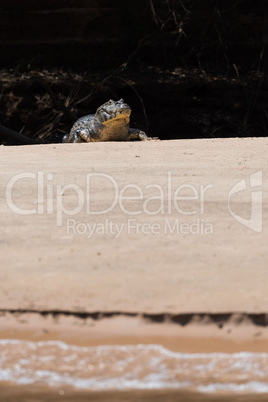 Yacare caiman on sunny sandbank by river