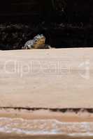 Yacare caiman on sunny sandbank by river