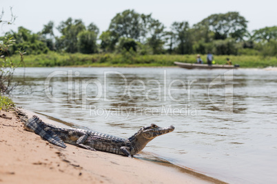 Yacare caiman on beach with passing boat