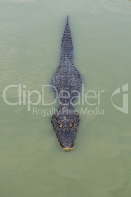 Yacare caiman in green water from above