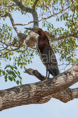 Rufescent tiger heron perched on tree branch