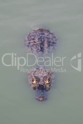 Yacare caiman almost submerged in green water