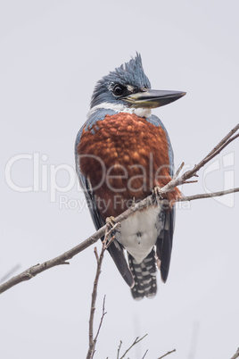Ringed kingfisher on branch with turned head