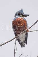 Ringed kingfisher on branch with turned head
