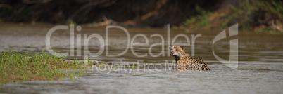Panorama of jaguar in shallows facing camera