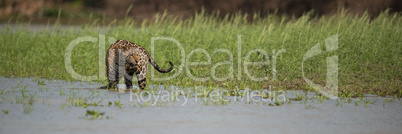 Panorama of jaguar in shallows beside grass