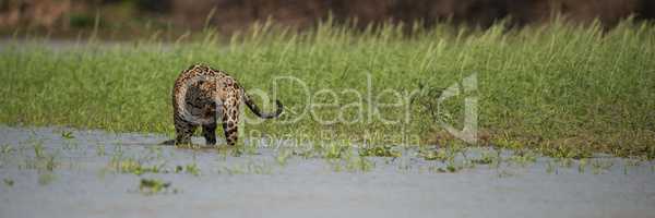 Panorama of jaguar in shallows beside grass