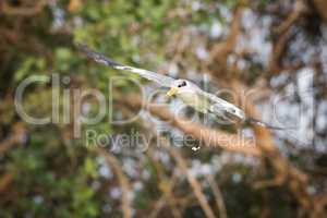 Yellow-billed tern with bird droppings in mid-air