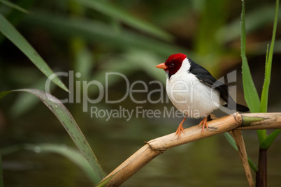 Yellow-billed cardinal perched on branch among reeds