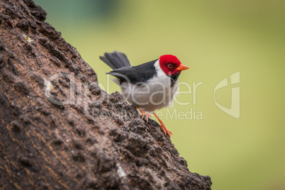 Yellow-billed cardinal on tree trunk facing right