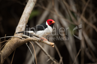 Yellow-billed cardinal on tree branch facing right