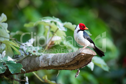 Yellow-billed cardinal on branch with turned head