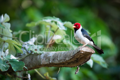 Yellow-billed cardinal on branch with blurred background