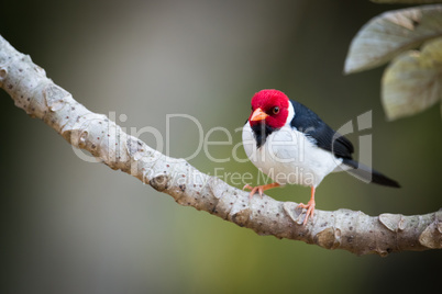 Yellow-billed cardinal on branch looking at camera
