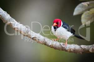 Yellow-billed cardinal on branch looking at camera