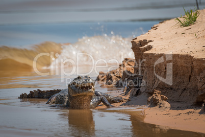 Yacare caiman on river bank with waves