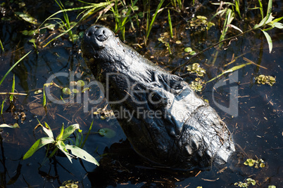 Yacare caiman raising head out of water