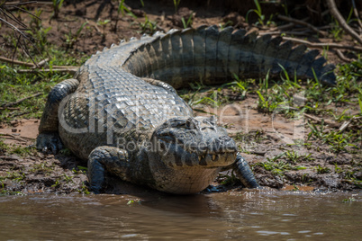 Yacare caiman on grassy beach eyeing camera