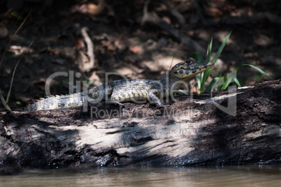 Yacare caiman on dead log beside river