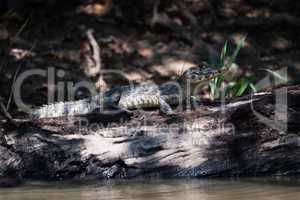 Yacare caiman on dead log beside river