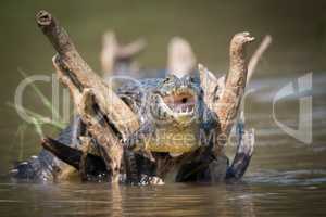 Yacare caiman on dead branches opening mouth