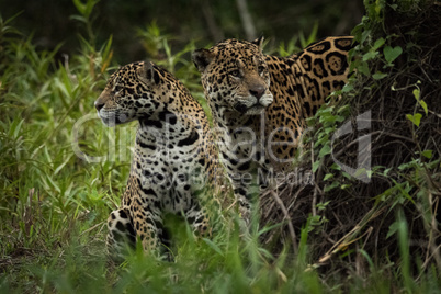 Two jaguar turning away among tall plants