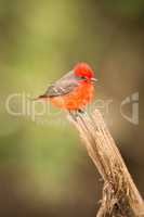 Vermilion flycatcher facing camera on tree stump