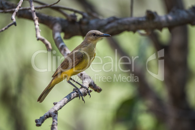 Tropical kingbird on branch in dappled sunlight