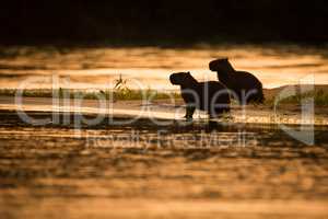 Two capybara sitting in silhouette by river
