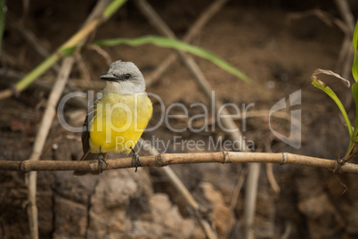 Tropical kingbird facing left perched on branch