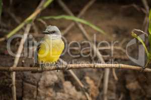 Tropical kingbird facing left perched on branch