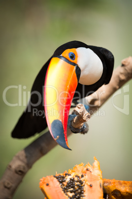 Toco toucan turning head to eat papaya