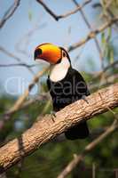 Toco toucan perched on branch in sunshine
