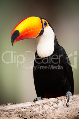 Toco toucan sitting on branch in sunshine