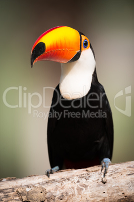 Toco toucan perched on branch in sunlight