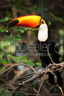 Toco toucan perched in profile on branch