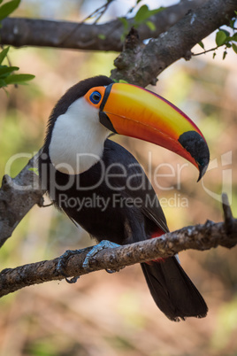 Toco toucan on branch with turned head