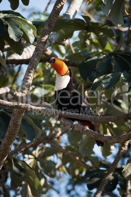 Toco toucan on branch with raised beak